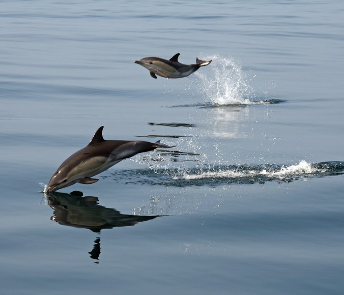leap